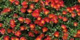 Portulaca Cupcake Cherry Baby