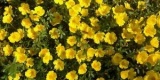 Portulaca Cupcake Yellow Chrome