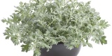 Artemesia Silver Bullet