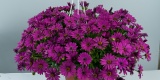 Trailing Osticade Purple